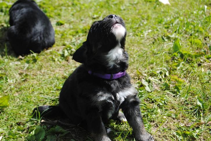 Blanding af racer Buddha - Da vi var i haven første dag, og de ikke gav mig nok opmærksomhed :$ billede 4