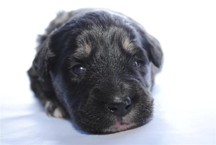 Blanding af racer Buddha - Det her er mig da jeg var 2 uger gammel! billede 5