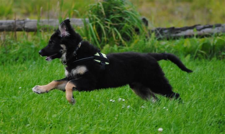 Blanding af racer Buddha billede 6