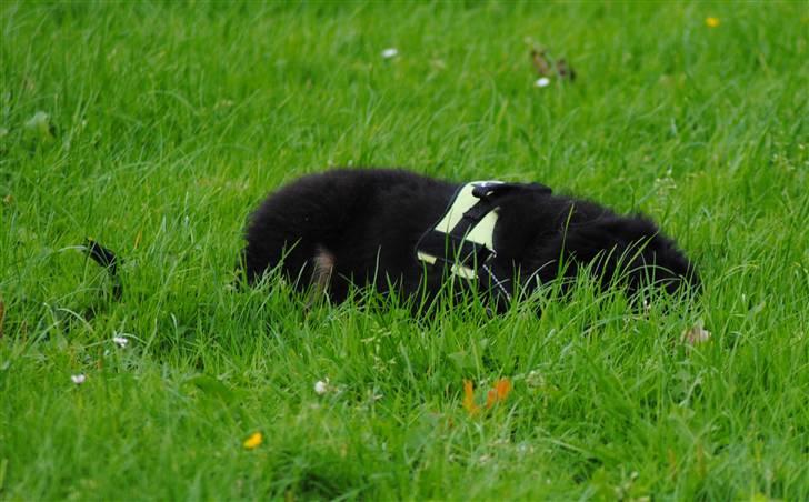 Blanding af racer Buddha - I kan ikke finde mig ! billede 7