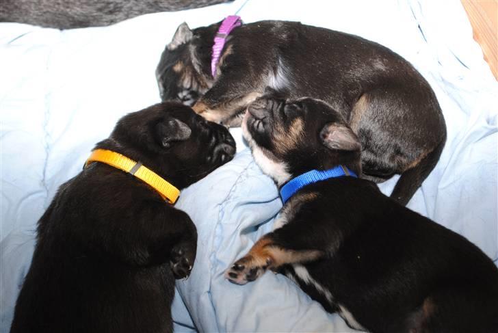 Blanding af racer Buddha - Det mig med Lilla halsbånd, Rasmus med gult og Balder med blåt :D billede 8