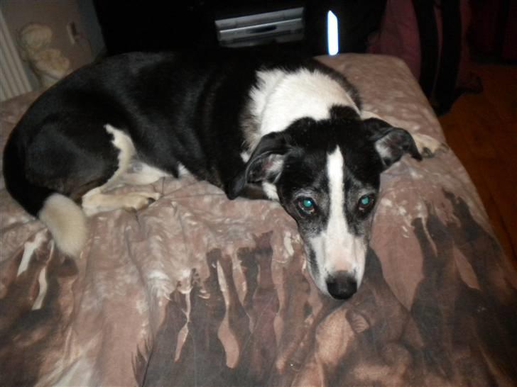 Blanding af racer snuggi - snuggi er træt  billede 9