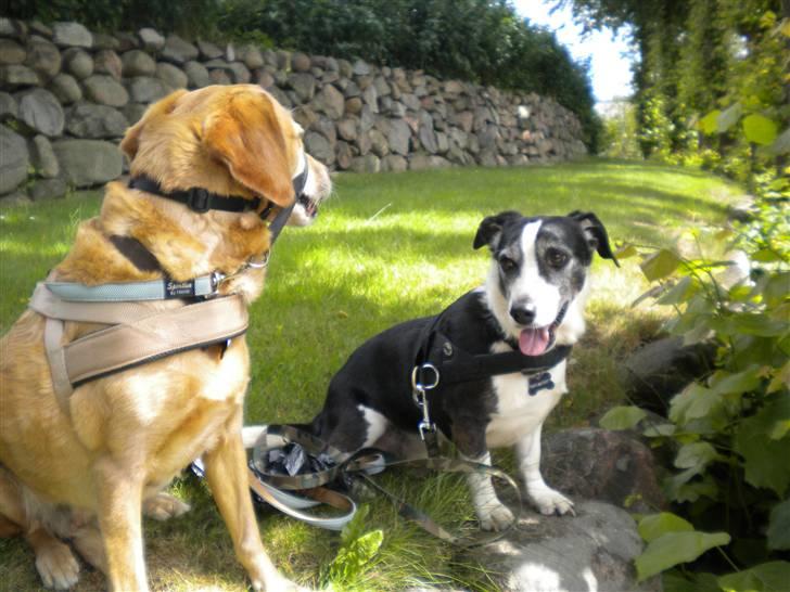 Blanding af racer trixie - snuggi og trixie på gå tur  billede 11