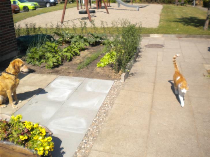 Blanding af racer trixie - trixie kigger på rød mis  billede 12