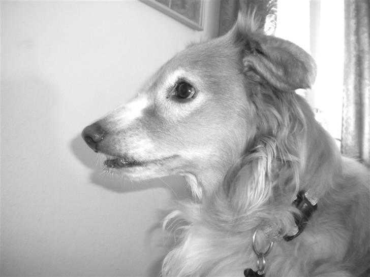 Blanding af racer gismo billede 12