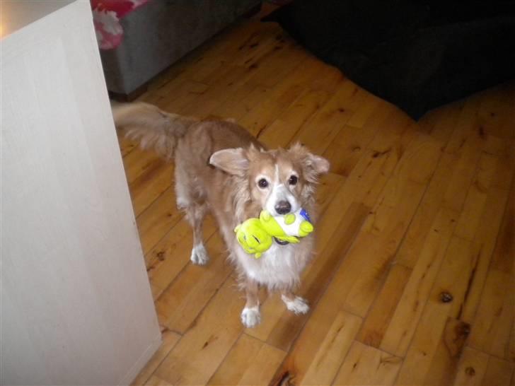 Blanding af racer gismo billede 14