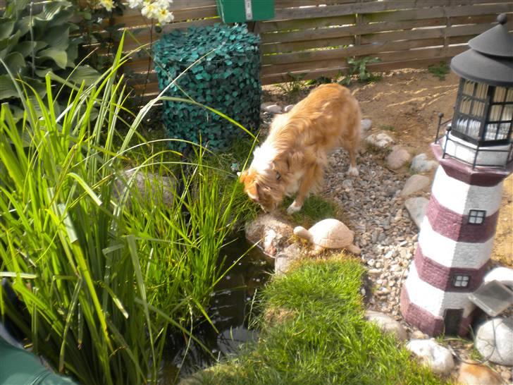 Blanding af racer gismo billede 15