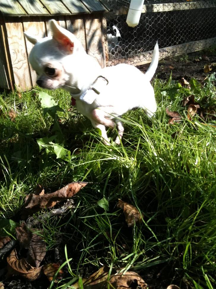 Chihuahua Jolina from paradise billede 7