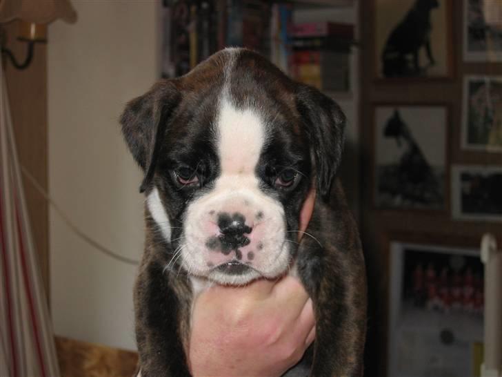 Boxer cesi billede 6