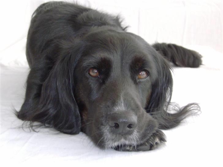 Blanding af racer Layney - Smukke blanding billede 1