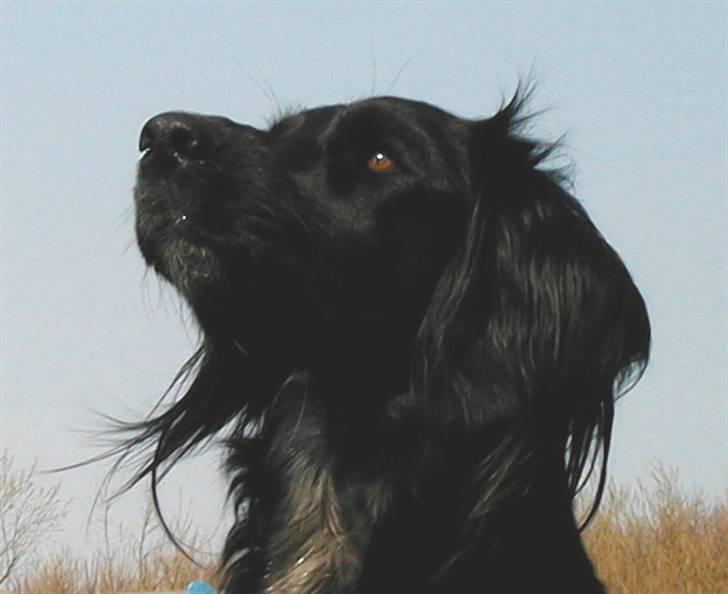 Blanding af racer Layney billede 2