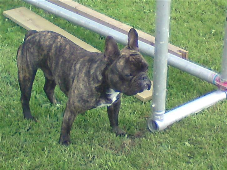 Fransk bulldog mickey billede 10