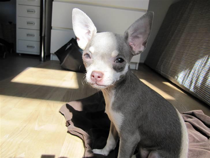 Chihuahua Luna - "Se hvor smuk jeg er" billede 11