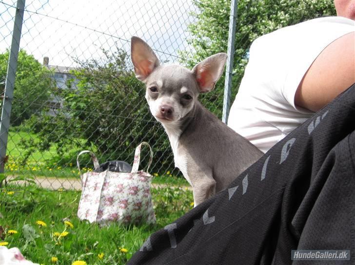 Chihuahua Luna - Tit tit... billede 12