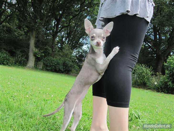Chihuahua Luna - "Se hvor høj jeg er nu!" billede 13