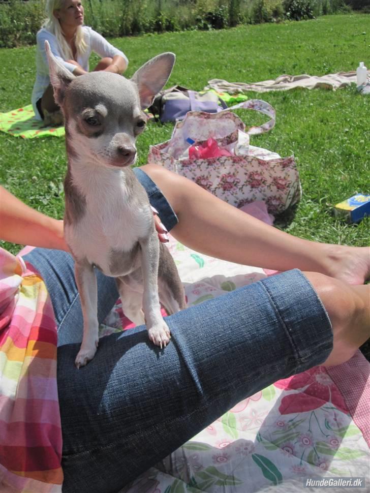 Chihuahua Luna billede 14