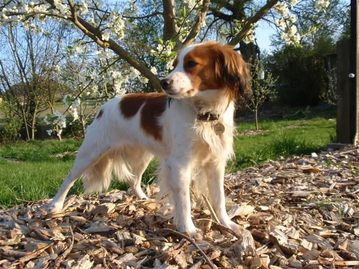Kooikerhondje Fenja billede 4