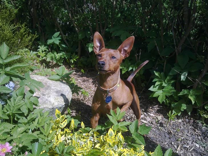 Dvaergpinscher Snoopy billede 12