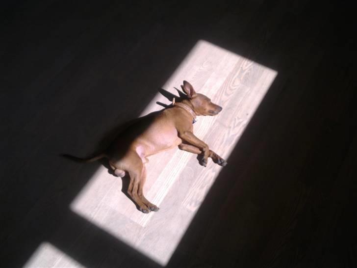 Dvaergpinscher Snoopy billede 13