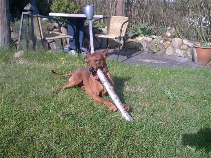 Dvaergpinscher Snoopy billede 14