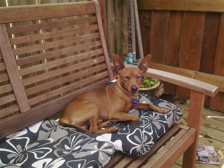 Dvaergpinscher Snoopy billede 15