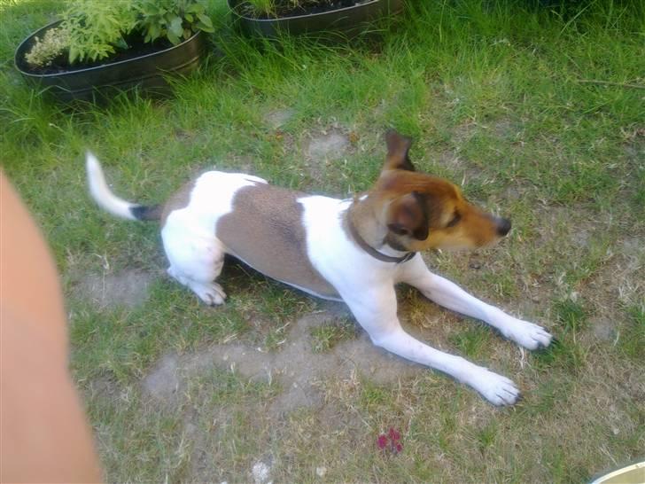 Parson russell terrier buster billede 1