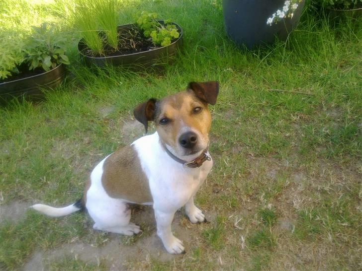 Parson russell terrier buster billede 2