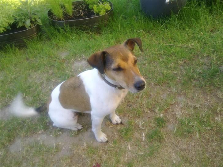 Parson russell terrier buster billede 3