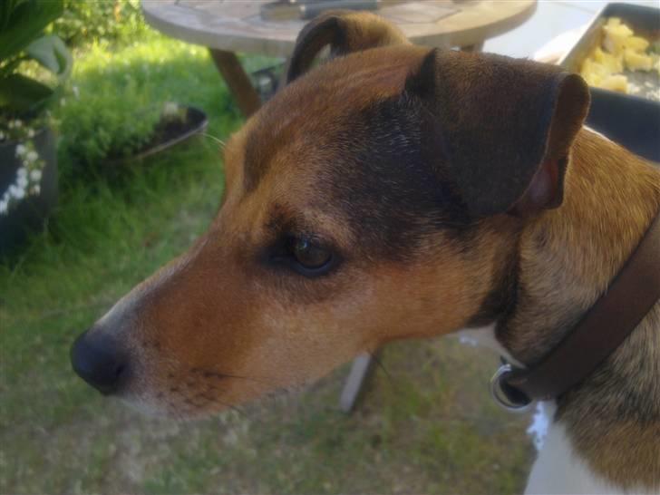 Parson russell terrier buster billede 4