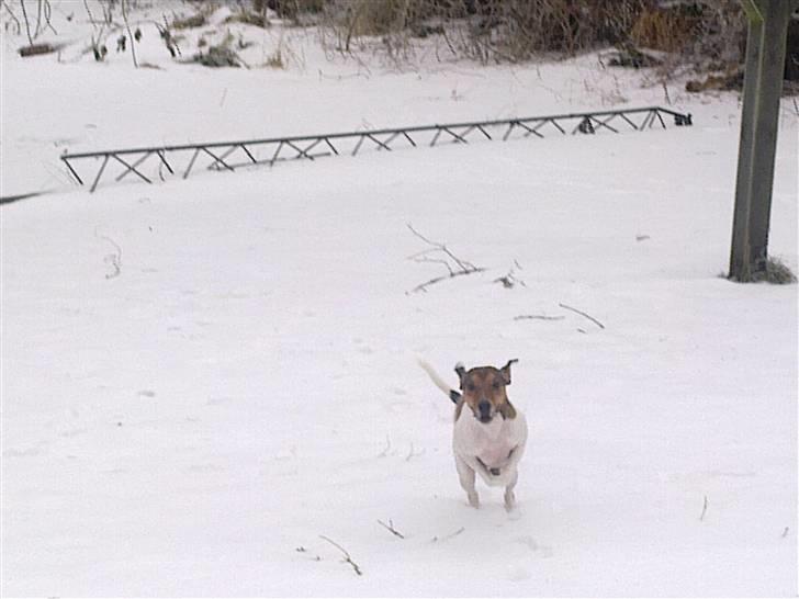 Parson russell terrier buster billede 5