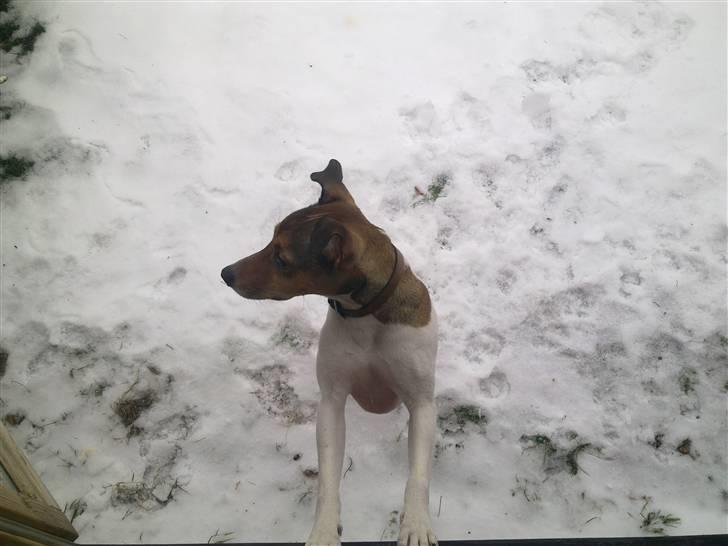 Parson russell terrier buster billede 6