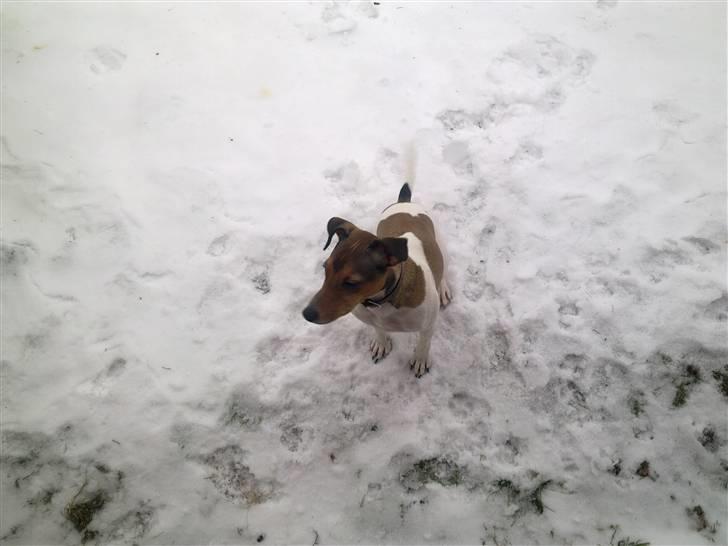 Parson russell terrier buster billede 7