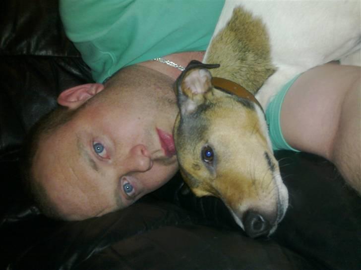 Parson russell terrier buster billede 8