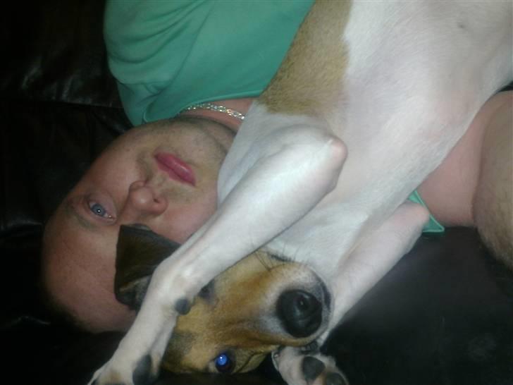 Parson russell terrier buster billede 9