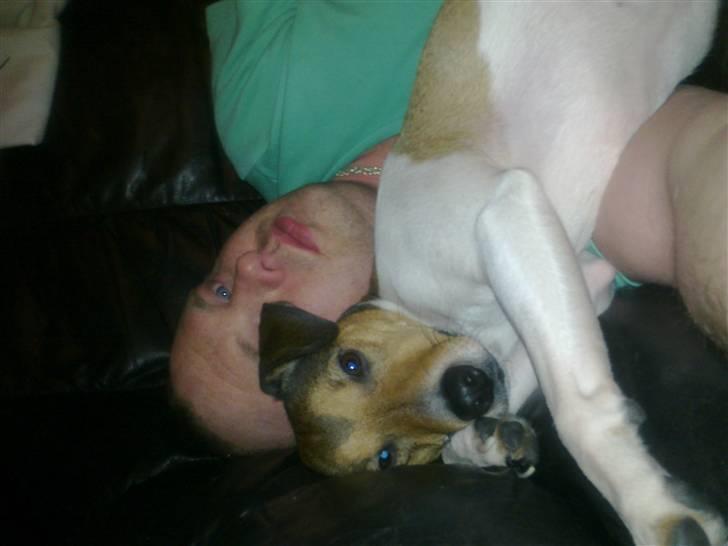 Parson russell terrier buster billede 10