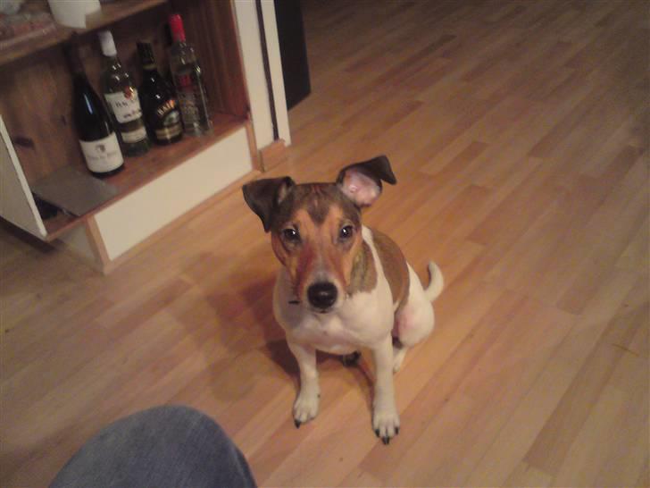 Parson russell terrier buster billede 11