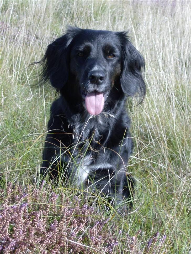 Blanding af racer Layney - En tur i lyngen billede 4