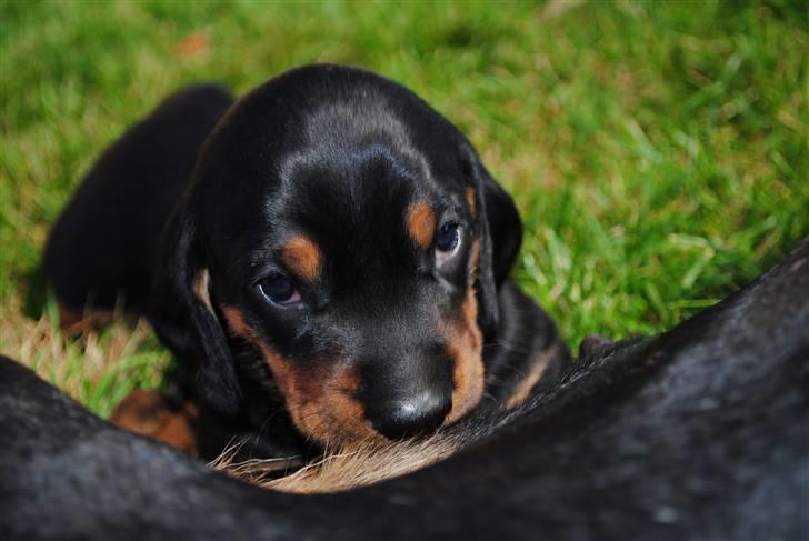 Gravhund Prop Solgt - vi har lige tid til at kigge op mens vi drikker :D billede 1