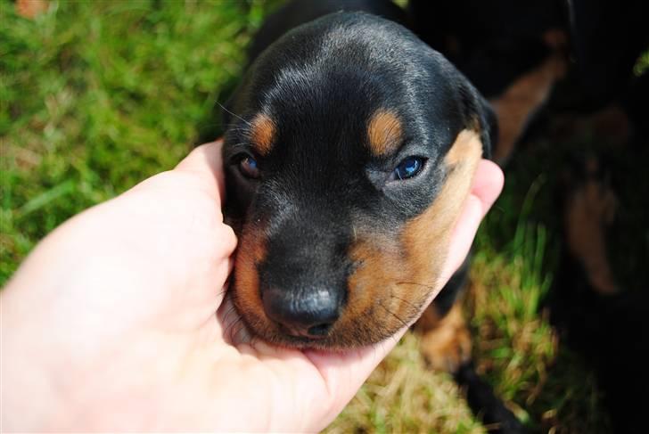 Gravhund Prop Solgt - med hoved i min hånd :D billede 2