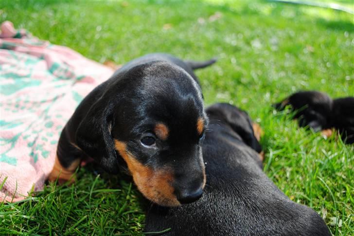 Gravhund Prop Solgt - sammen med sine bror :D billede 3