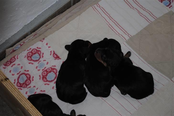 Gravhund Prop Solgt - sammen med sine søskende (2 dage gamel) billede 4