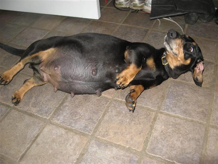 Gravhund Prop Solgt - højgravide mor få dage før fødsel :D billede 5