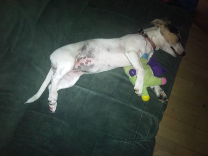 Dansk svensk gaardhund Bella billede 9