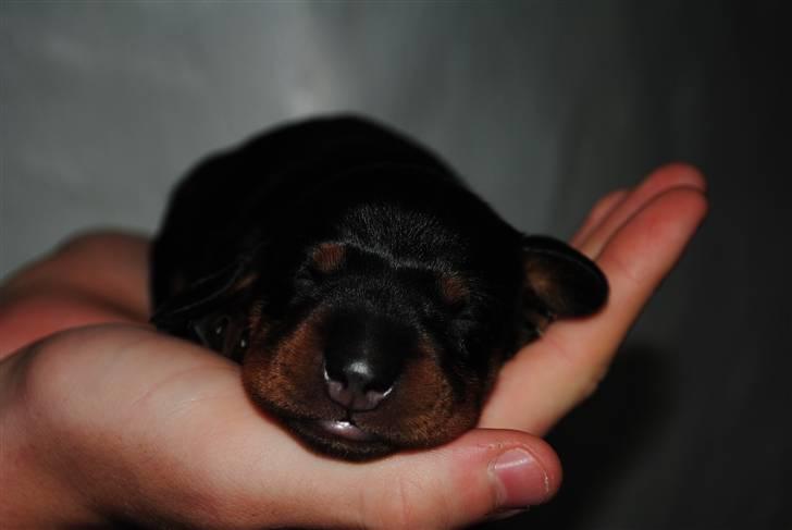 Gravhund Tornado SOLGT - ikke ret gamel og uden øjne :D billede 1