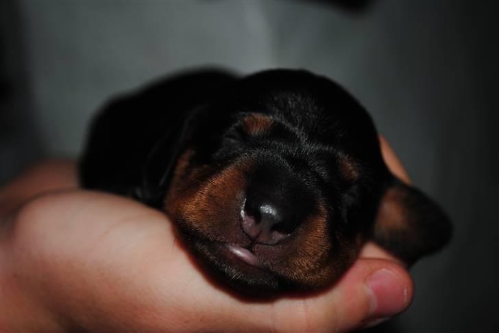 Gravhund Tornado SOLGT billede 2