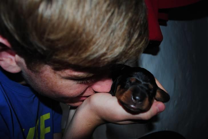 Gravhund Tornado SOLGT - han er bare dejlig :D billede 3