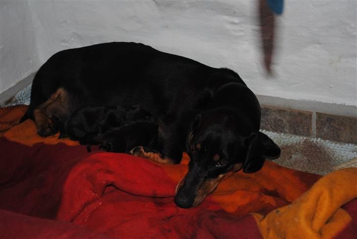 Gravhund Tornado SOLGT - dagen hvor de blev født sammen med en træt, men stolt mor :D billede 4