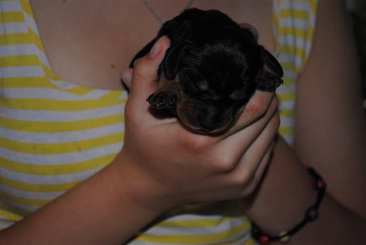 Gravhund Tornado SOLGT - i mine hænder :D billede 5