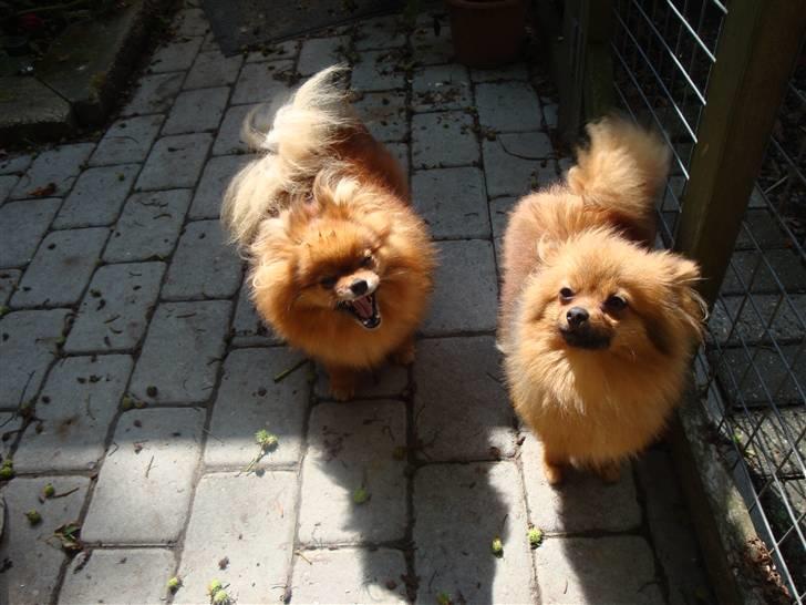 Pomeranian Topsys Kewin - Kewin i  naturen med Ditte...hun synes det er sjovt at være ude billede 5