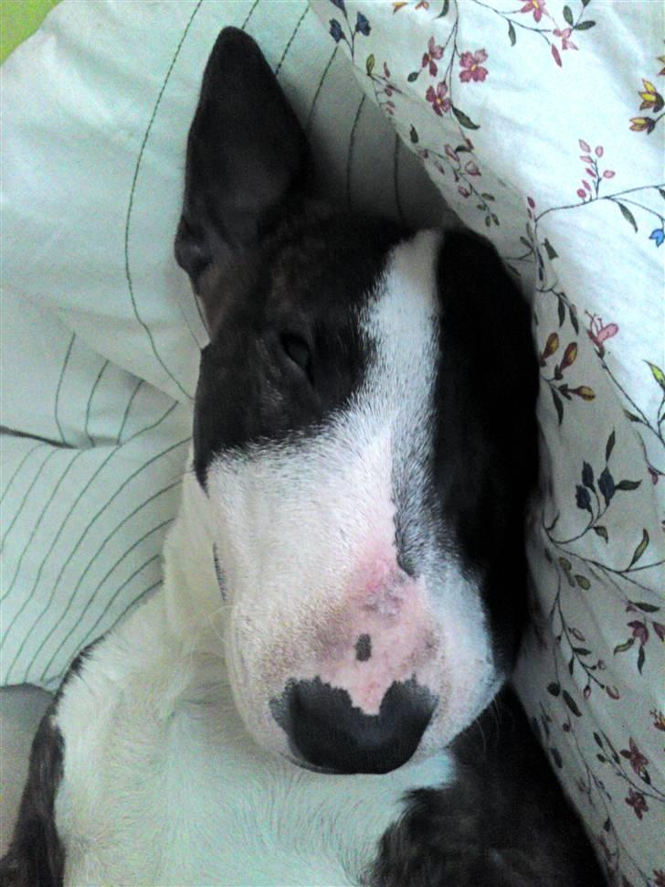 Bullterrier miniature Oscar - Jep jeg sover skam i sengen! billede 1